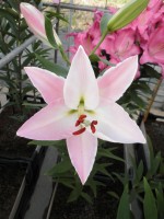 [1804 Pascoli No01.JPG]